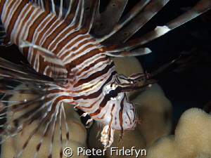 lionfish by Pieter Firlefyn 